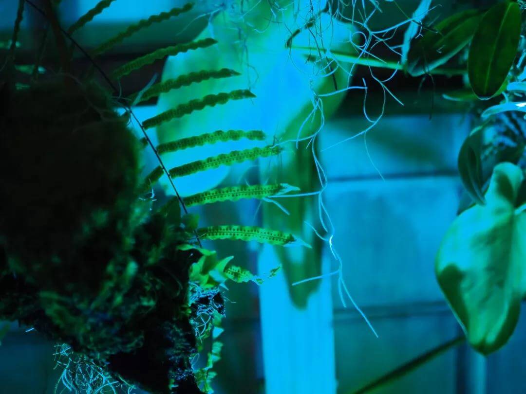 植物